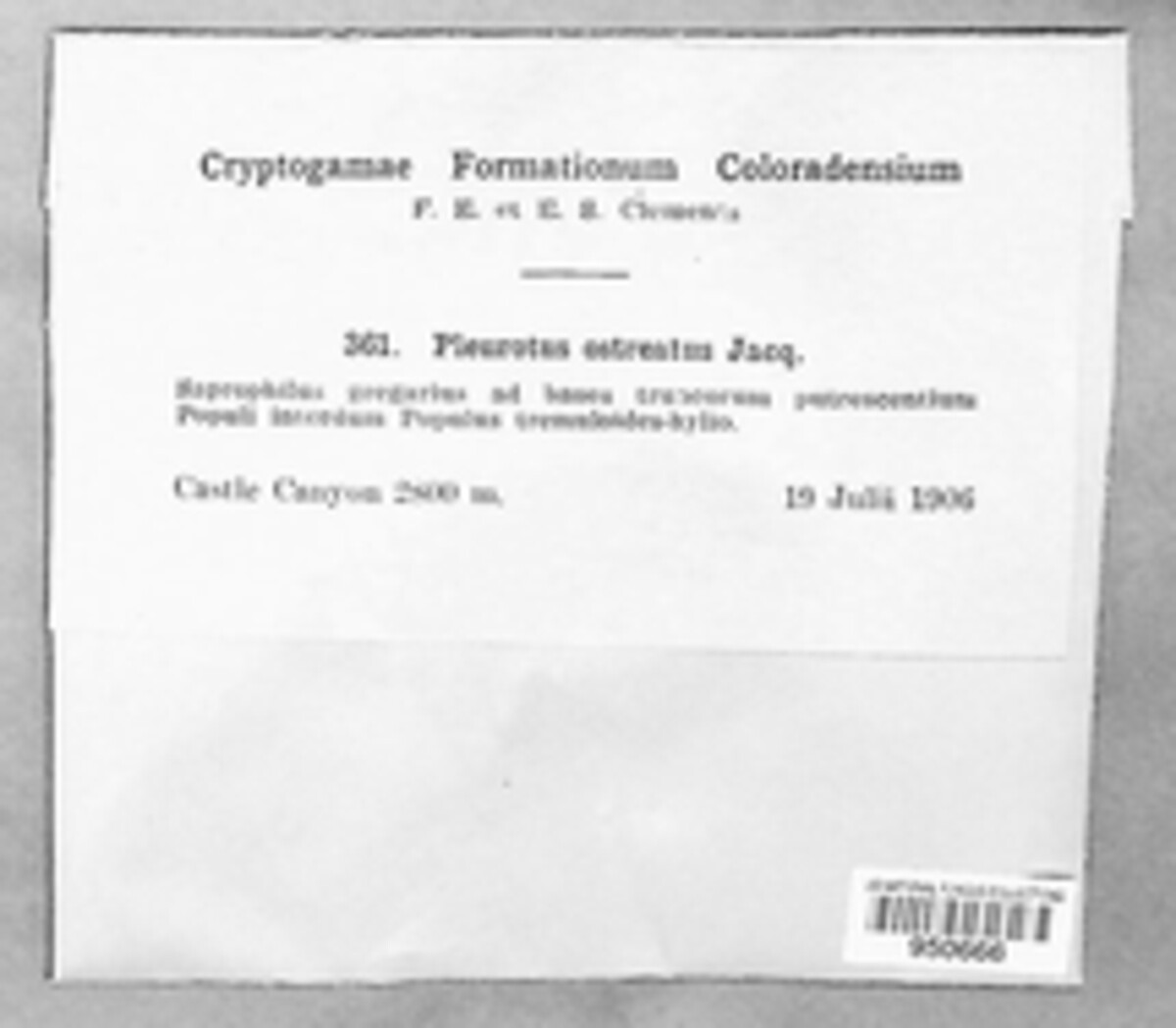 Pleurotus ostreatus image